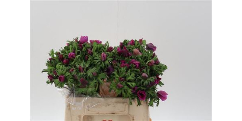 Anemones Co Galil Purper 40cm A1