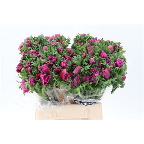 Anemones Galil Purper 40cm A1