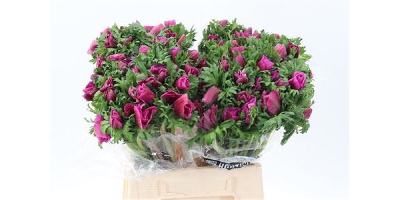 Anemones Galil Purper 40cm A1