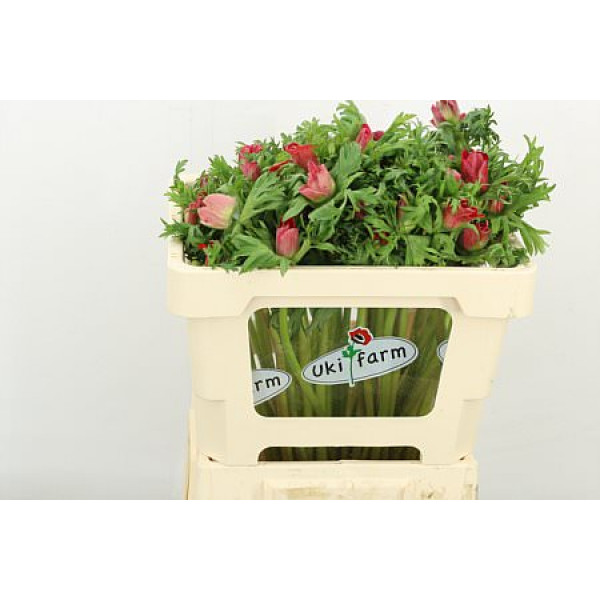 Anemones Co Galil Rood 45cm A1 Col-Red