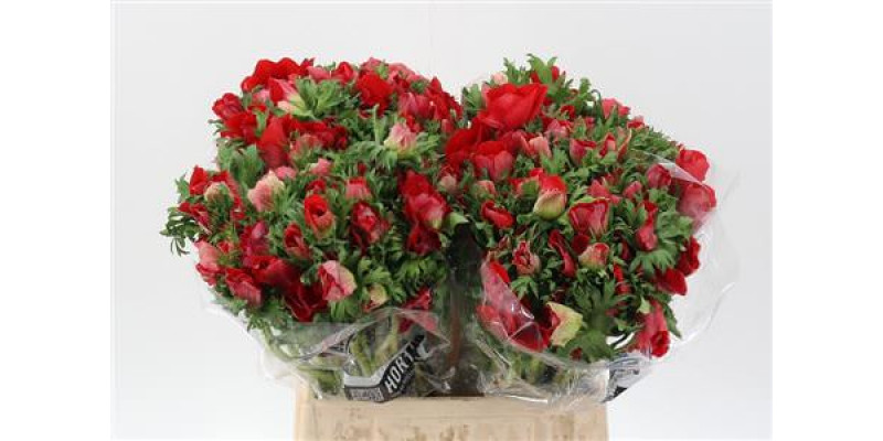 Anemones Galil Rood 40cm A1