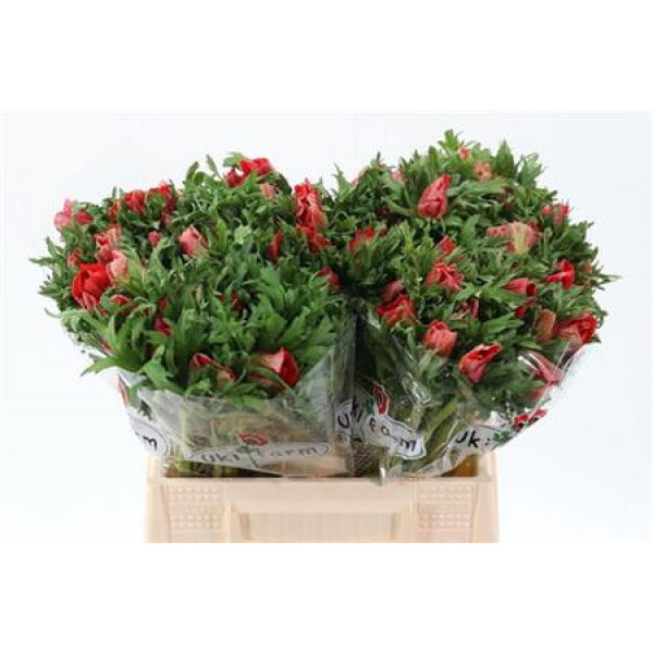 Anemones Co Galil Rood 40cm A1