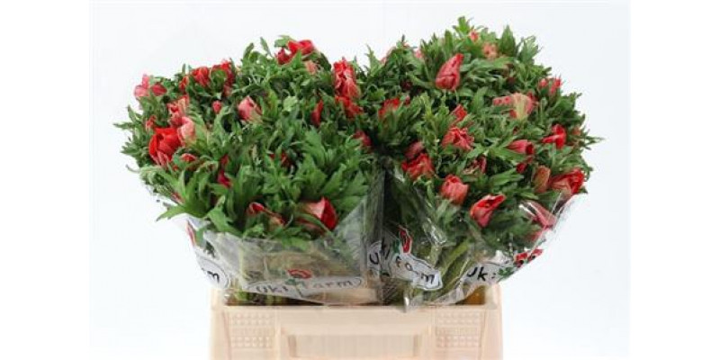 Anemones Co Galil Rood 40cm A1