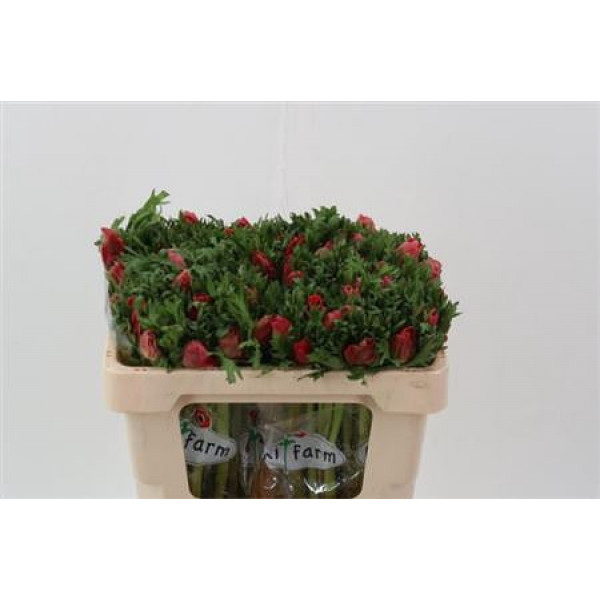 Anemones Co Galil Rood 45cm A1