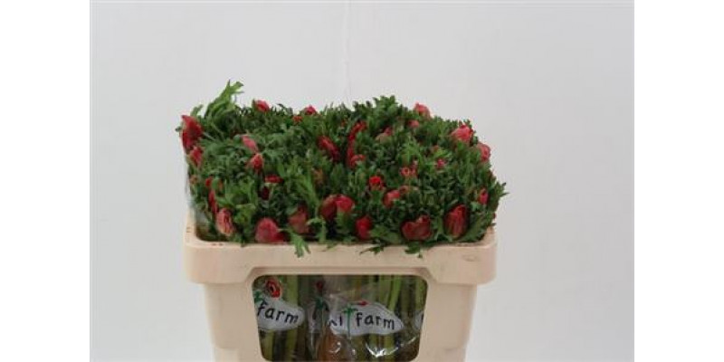 Anemones Co Galil Rood 45cm A1