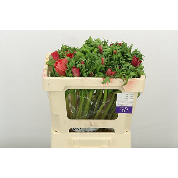 Anemones Co Galil Rood 45cm A1