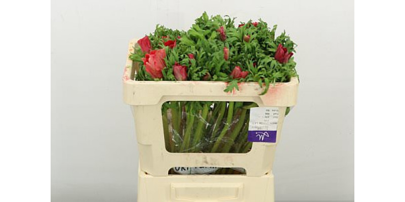 Anemones Co Galil Rood 45cm A1