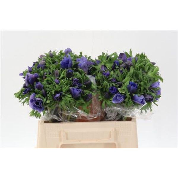 Anemones Co Galil Blauw 40cm A1