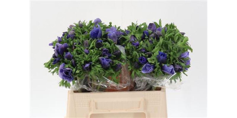 Anemones Co Galil Blauw 40cm A1