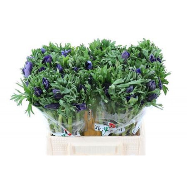 Anemones Co Galil Blauw 40cm A1