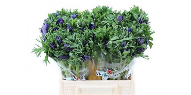 Anemones Co Galil Blauw 40cm A1