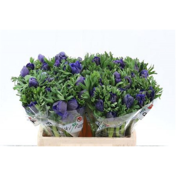 Anemones Co Galil Blauw 35cm A1