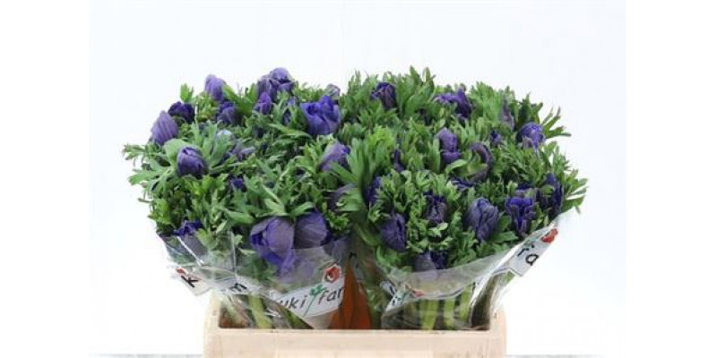 Anemones Co Galil Blauw 35cm A1