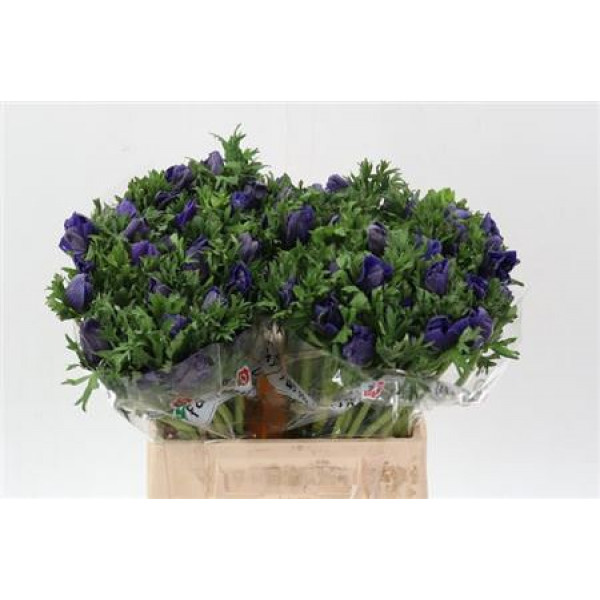 Anemones Co Galil Blauw 40cm A1