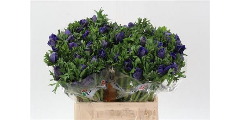 Anemones Co Galil Blauw 40cm A1