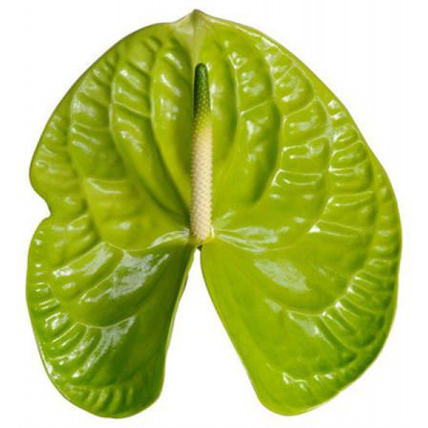 Anthurium A Overig Groen  A1