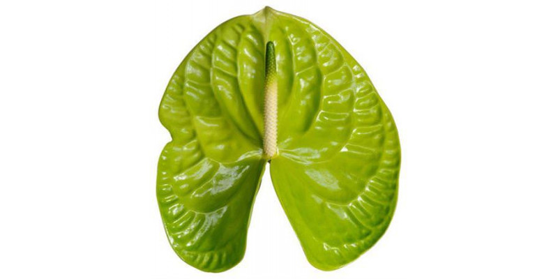 Anthurium A Overig Groen  A1