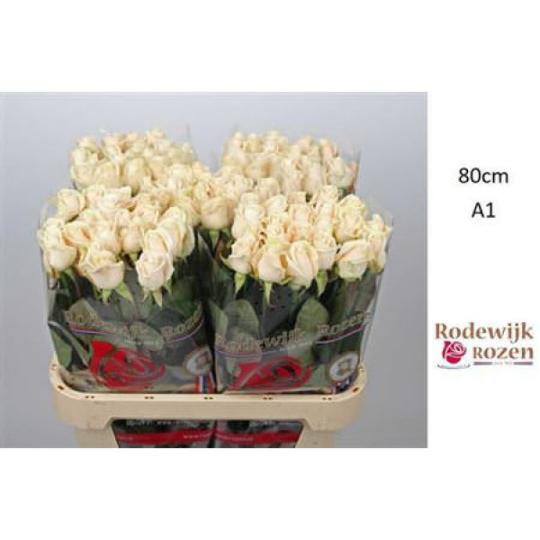 Rose Gr Vendela 80cm  Col-Cream