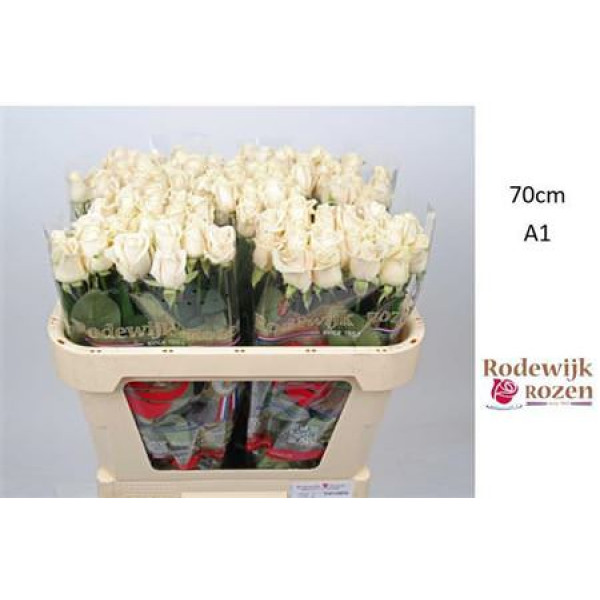 Rose Gr Vendela 70cm  Col-Cream