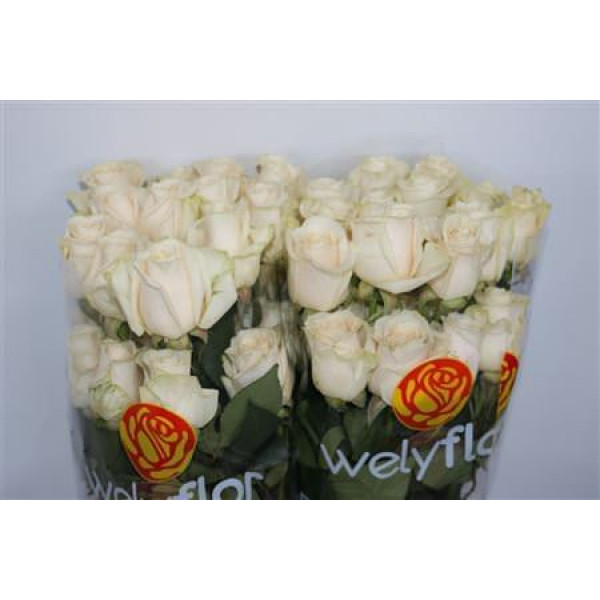 Rose Gr Eq Vendela 60cm A1