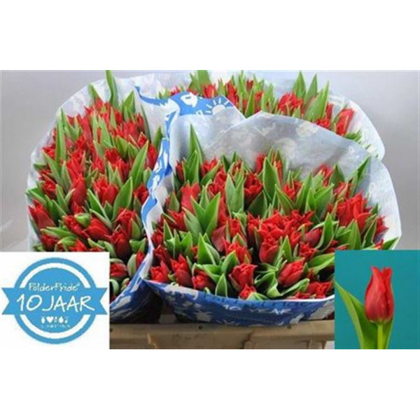 Tulips Le Pretty Woman 40cm A1 Col-Red