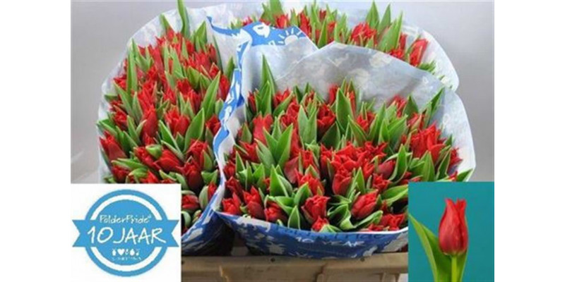 Tulips Le Pretty Woman 40cm A1 Col-Red