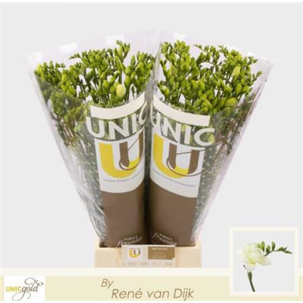 Freesias Du White 50cm EX Col-White