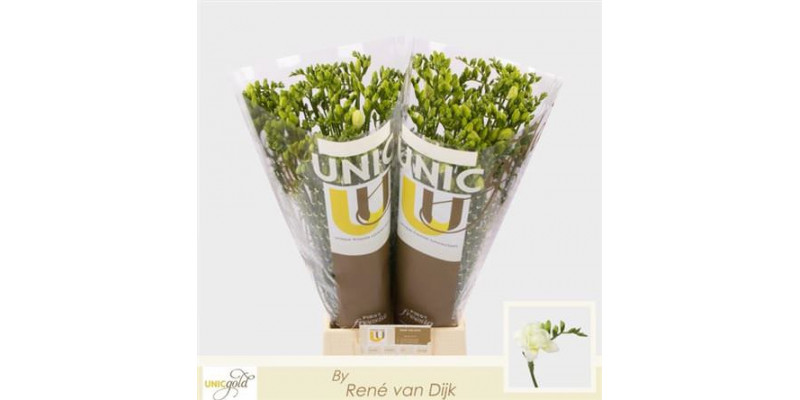 Freesias Du White 50cm EX Col-White