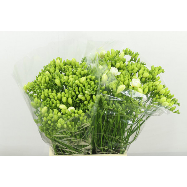 Freesias Du Volante 52 A1White