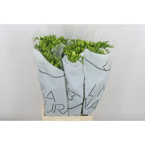 Freesias Du Volante 52 A1White