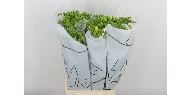 Freesias Du Volante 52cm A1 Col-White