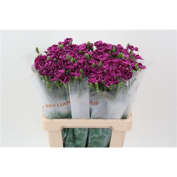 Dianthus Tropic Butterfly 60cm A1