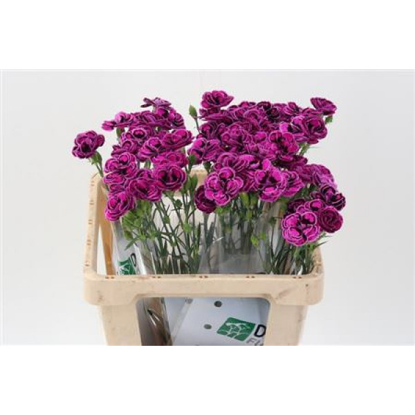 Dianthus Tropic Butterfly 60cm A1