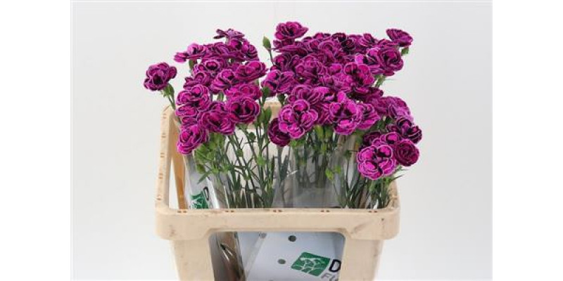 Dianthus Tropic Butterfly 60cm A1