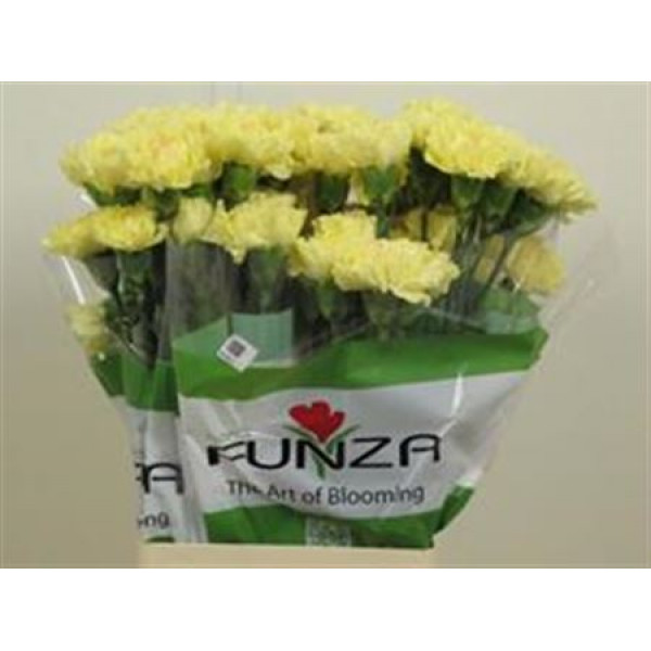 Dianthus St Hermes Yellow 70cm A1 Col-Yellow