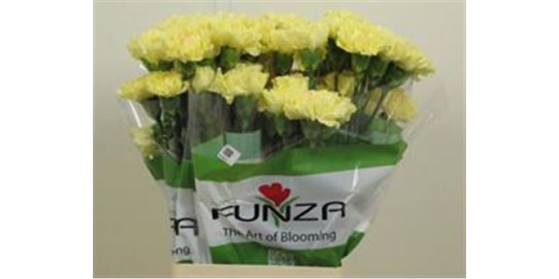 Dianthus St Hermes Yellow 70cm A1 Col-Yellow