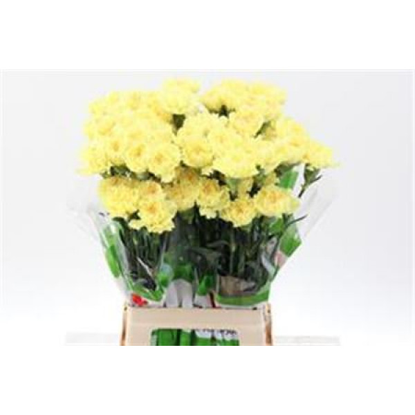 Dianthus St Yellow Hermes 70cm  Col-Yellow