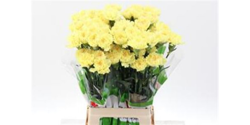 Dianthus St Yellow Hermes 70cm  Col-Yellow