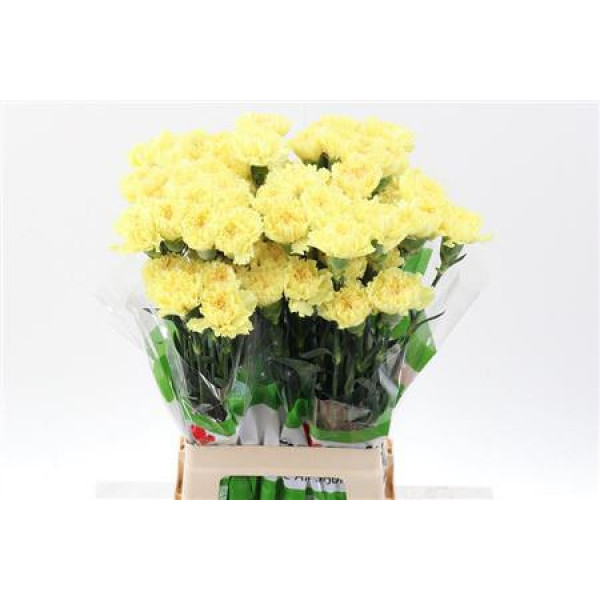 Dianthus St Hermes Yellow 70cm A1