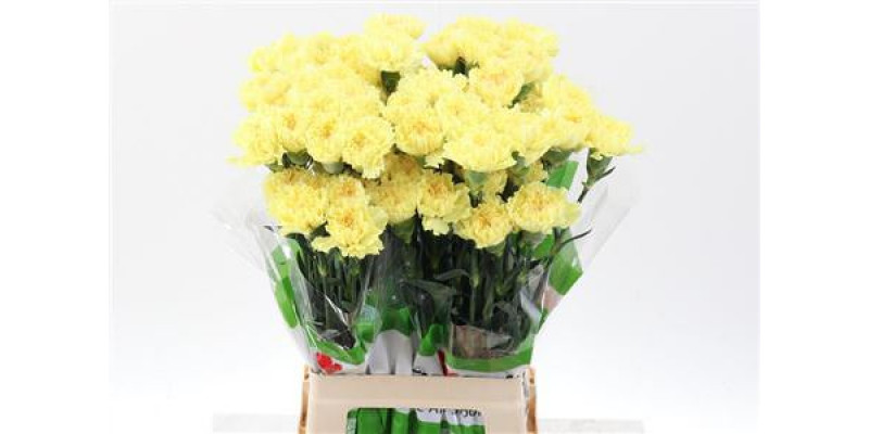 Dianthus St Hermes Yellow 70cm A1