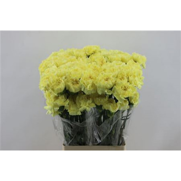 Dianthus St Hermes Yellow 65cm A1