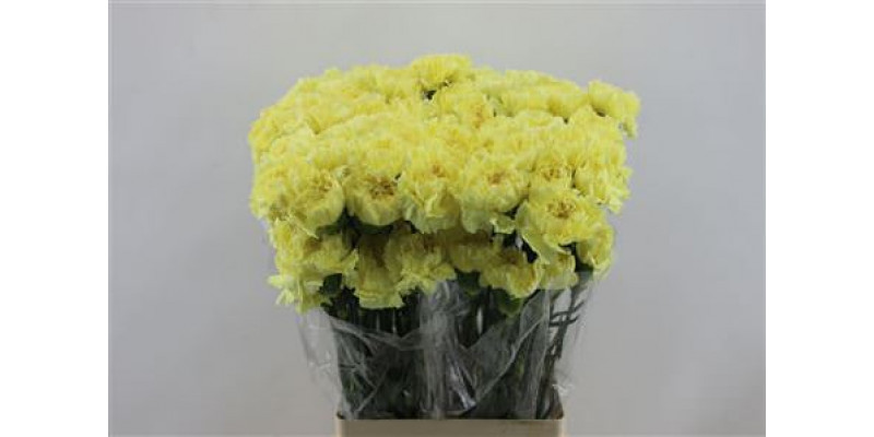 Dianthus St Hermes Yellow 65cm A1