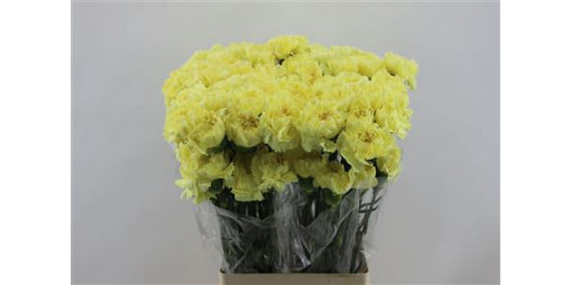 Dianthus St Yellow Dilletta 65cm A1