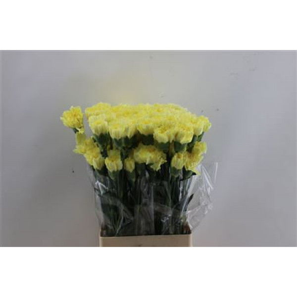 Dianthus St Hermes Yellow 65cm A1