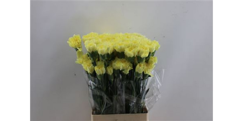 Dianthus St Hermes Yellow 65cm A1