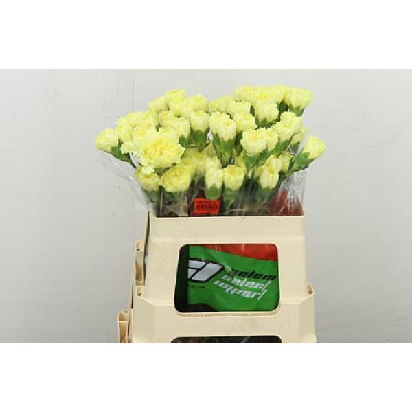 Dianthus .st Hermes Yellow 55 55 cm 