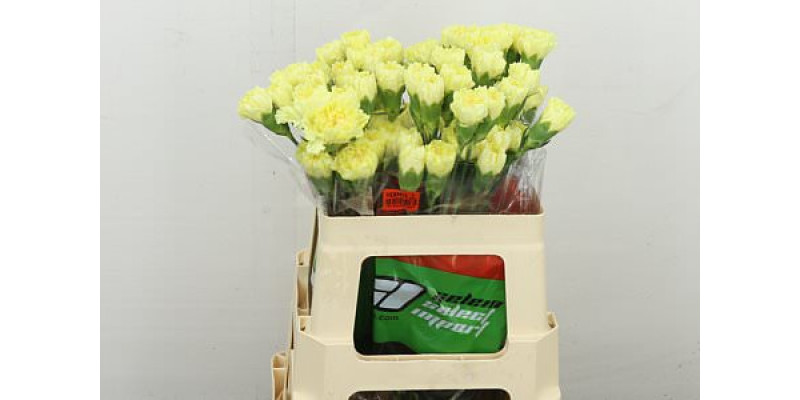 Dianthus .st Hermes Yellow 55 55 cm 