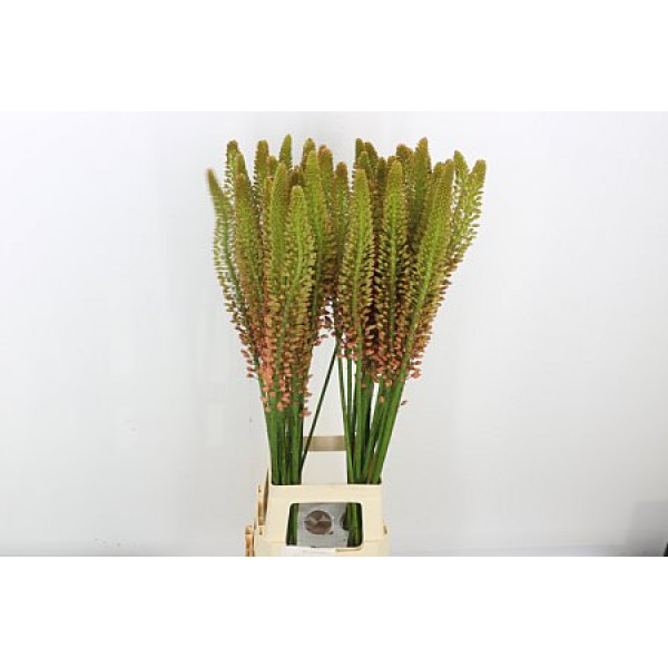 Eremurus Cleopatra 110cm A1 Col-Orange