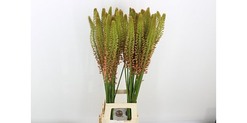 Eremurus Cleopatra 110cm A1 Col-Orange