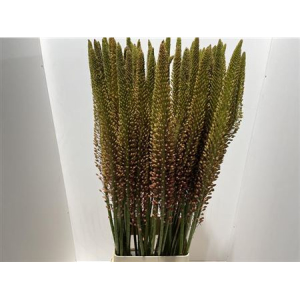 Eremurus Cleopatra 125cm A1 Col-Orange